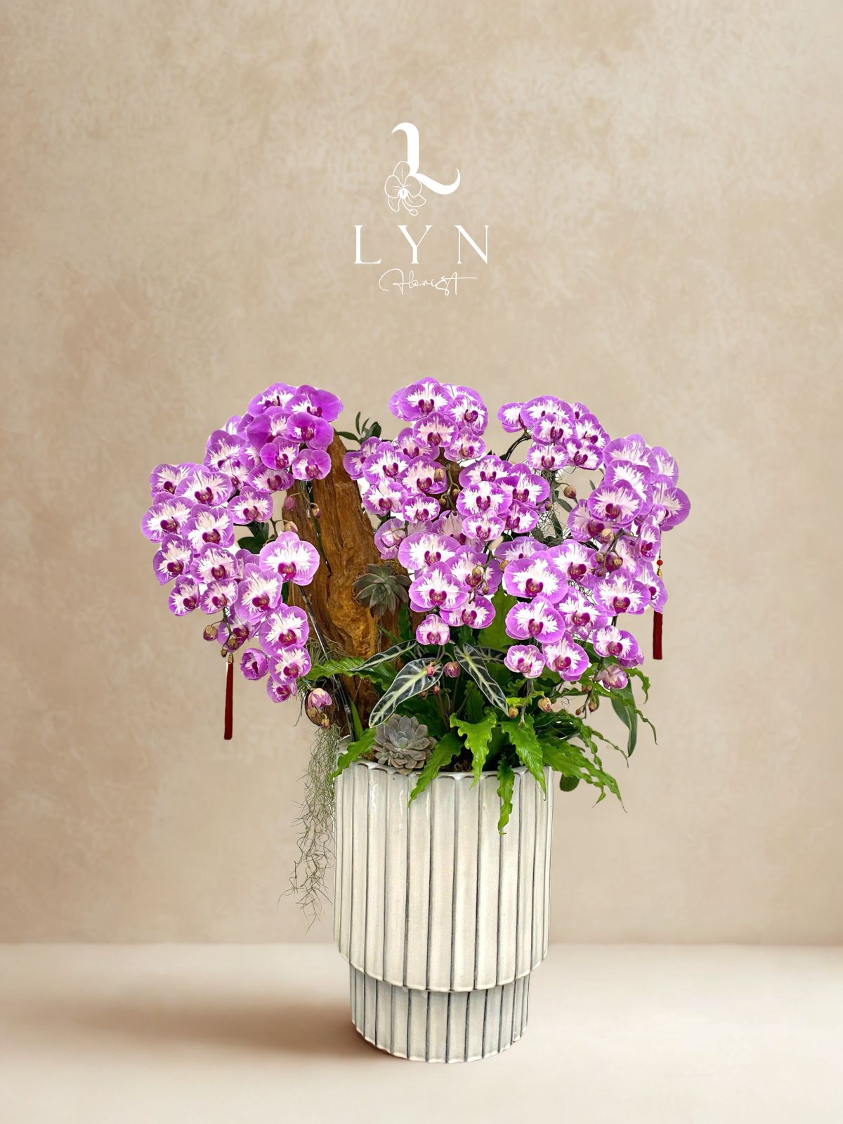 Chậu Hoa Lan Hồng JPM1 Phối Lũa VIP